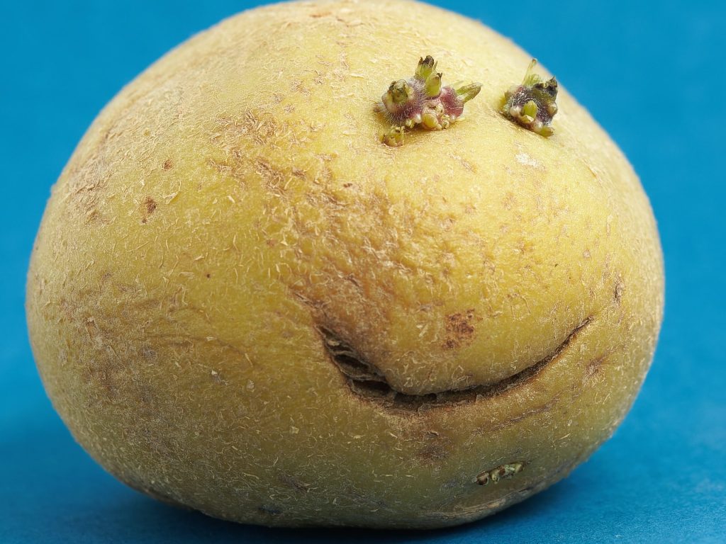 vegetales, frutas, tomtes, El Espectador, mercado, orgánico, orgánicos, natural, platos, tiendas, clientes, plaza de mercado, Bogotá, cebollas, Las Gastronómicas, periodismo gastronómico, periodista gastronómica, food, food journalism, food journalist, maria carolina riaño, 